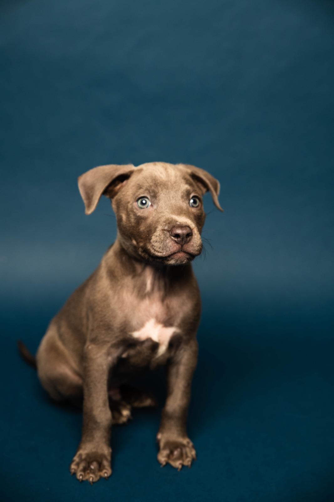 Chris , an adopted Mixed Breed in Kissimmee, FL image 2/2