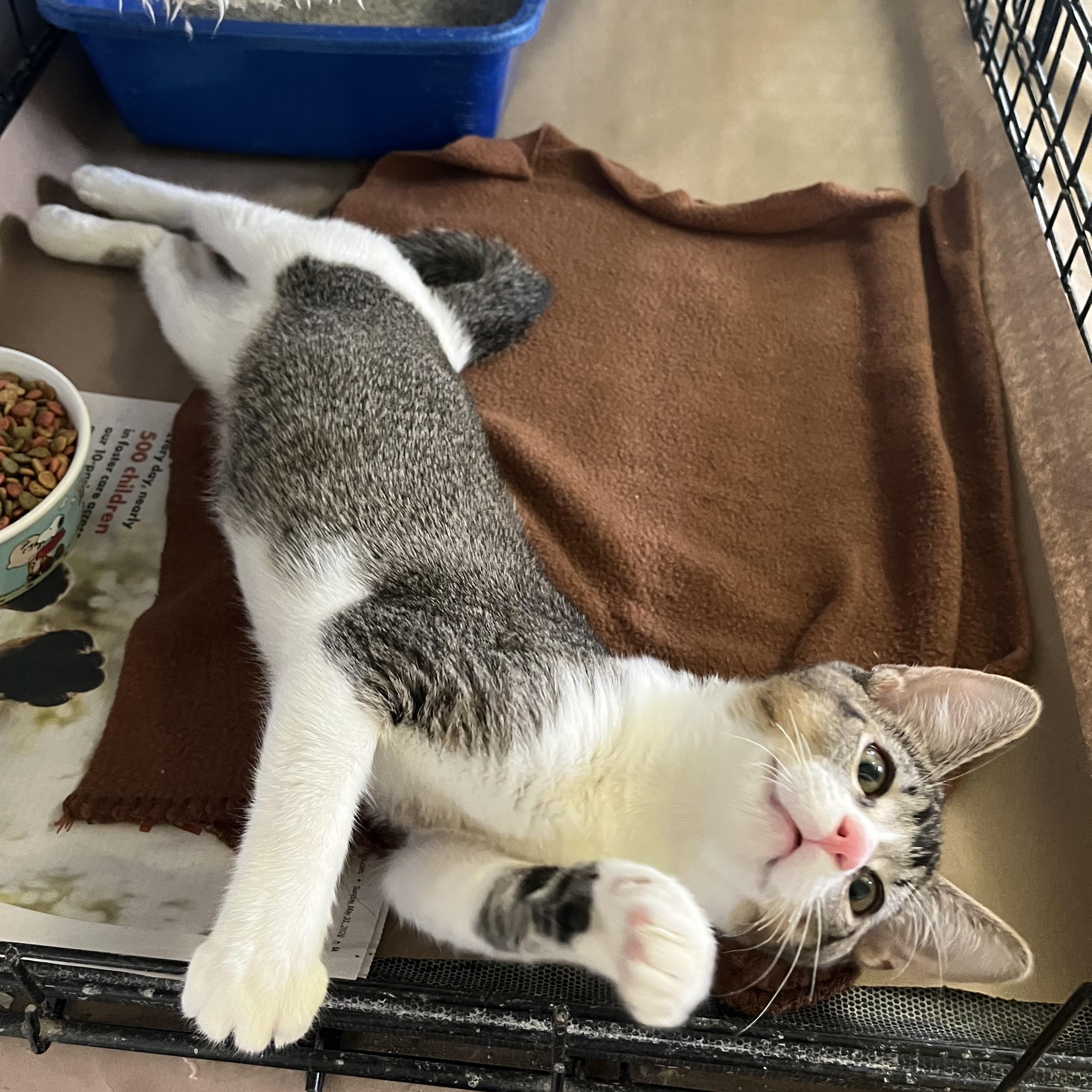 Enlarge Shooey, a Adoptable Domestic Short Hair in Hammond, LA image 3/3
