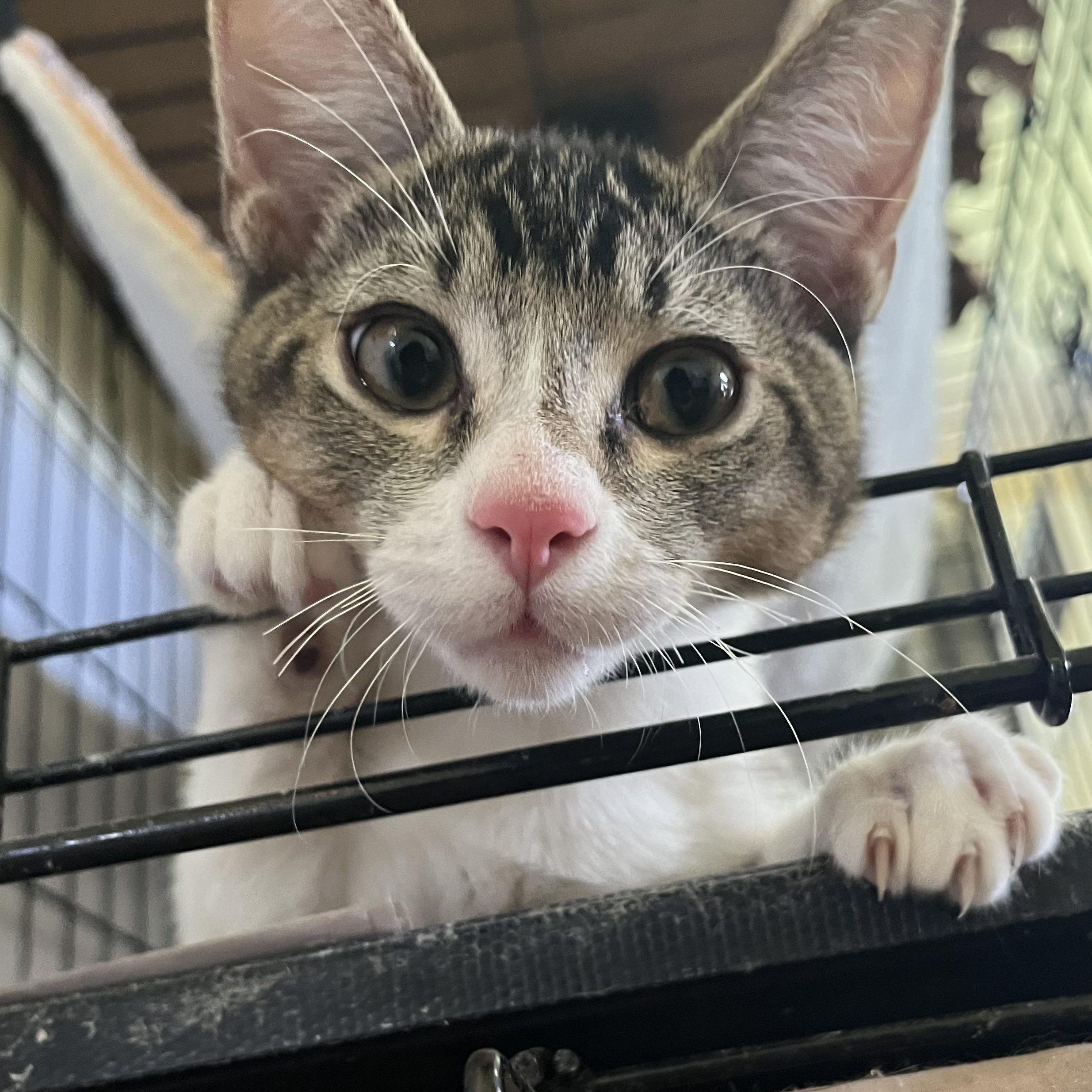 Shooey, ADOPTABLE, Kitten Male Domestic Short Hair.