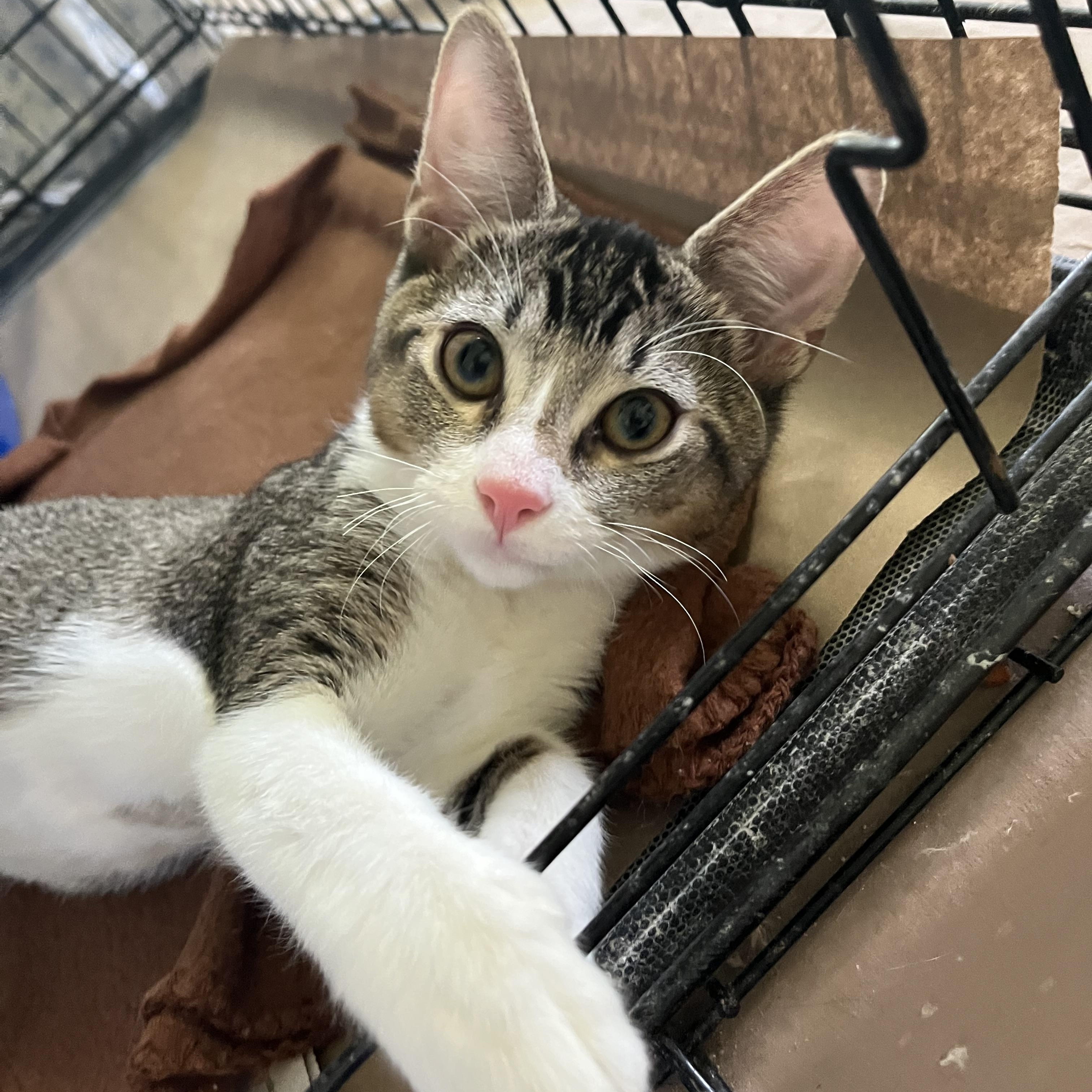 Enlarge Shooey, a Adoptable Domestic Short Hair in Hammond, LA image 2/3
