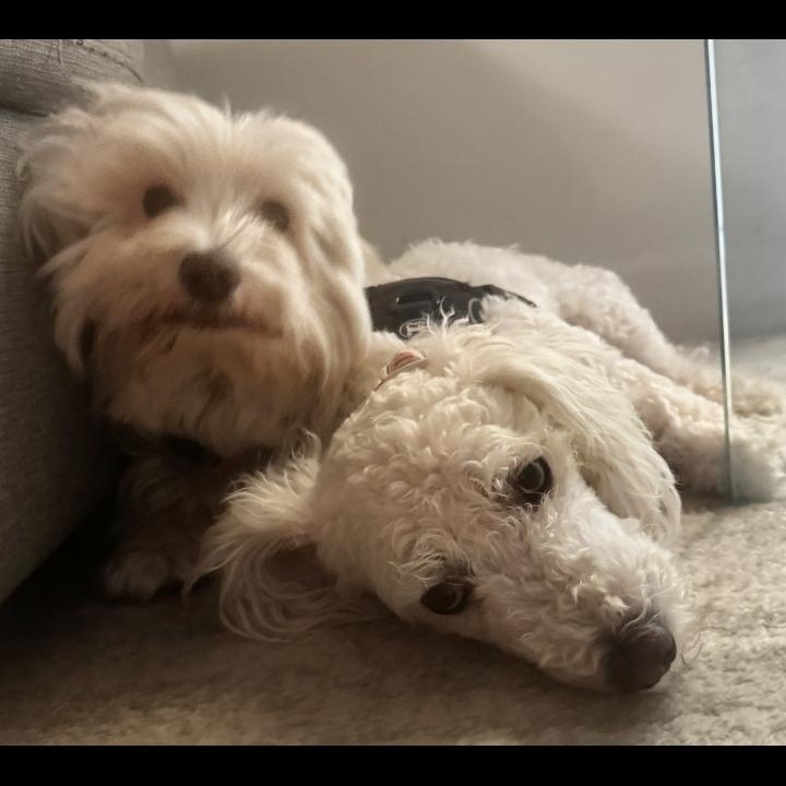 Enlarge Clementine and Calvin, a Adoptable mixed breed in Los Angeles, CA image 1/4