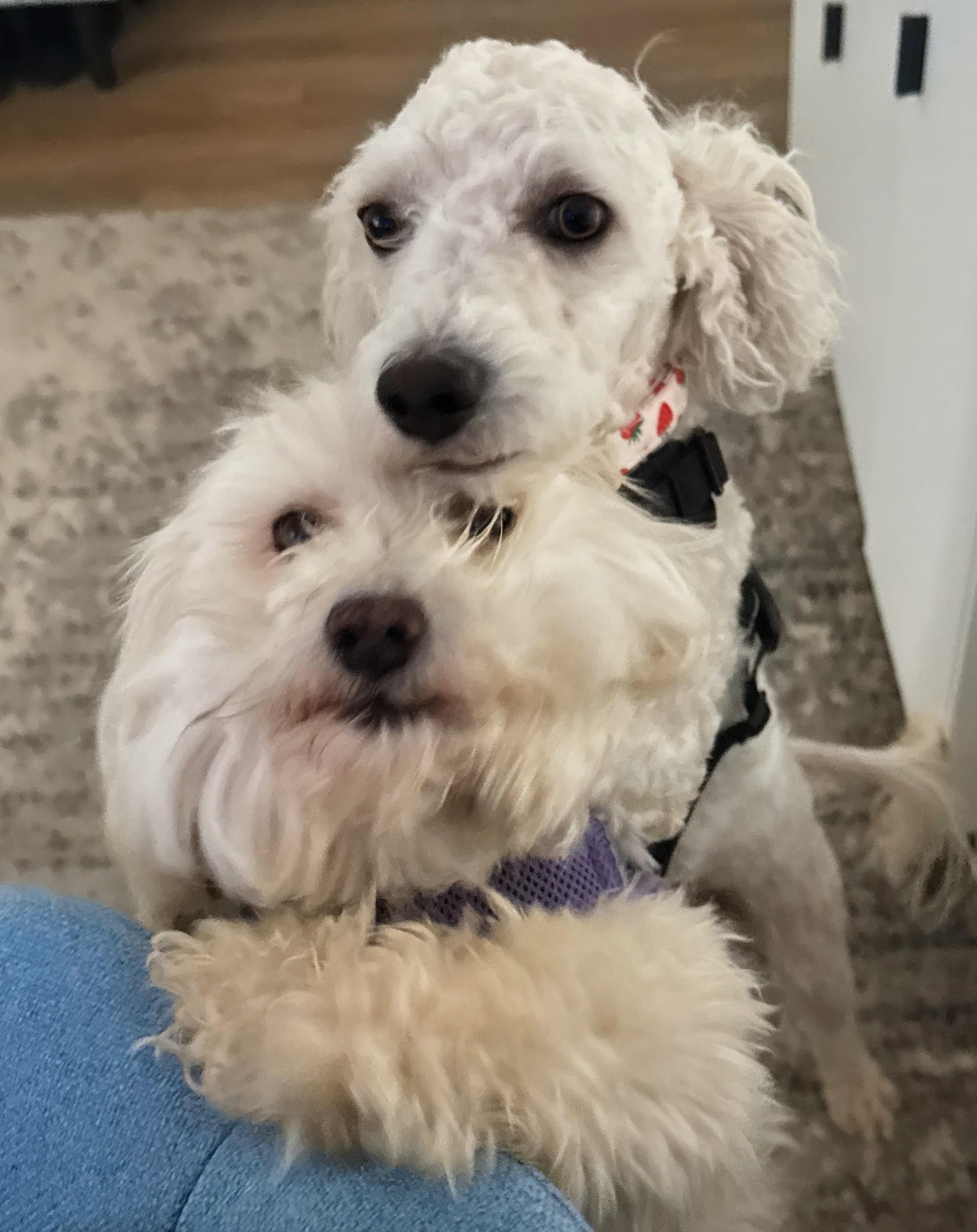 Clementine and Calvin, ADOPTABLE, Adult Female Maltipoo & Bichon Frise.