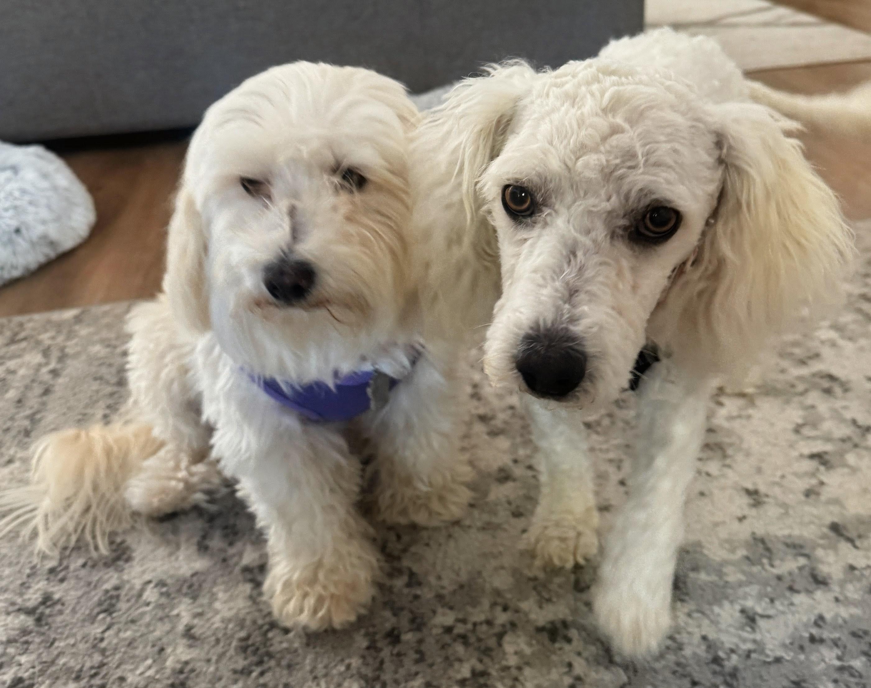 Clementine and Calvin, a ADOPTABLE mixed breed in Los Angeles, CA image 3/3
