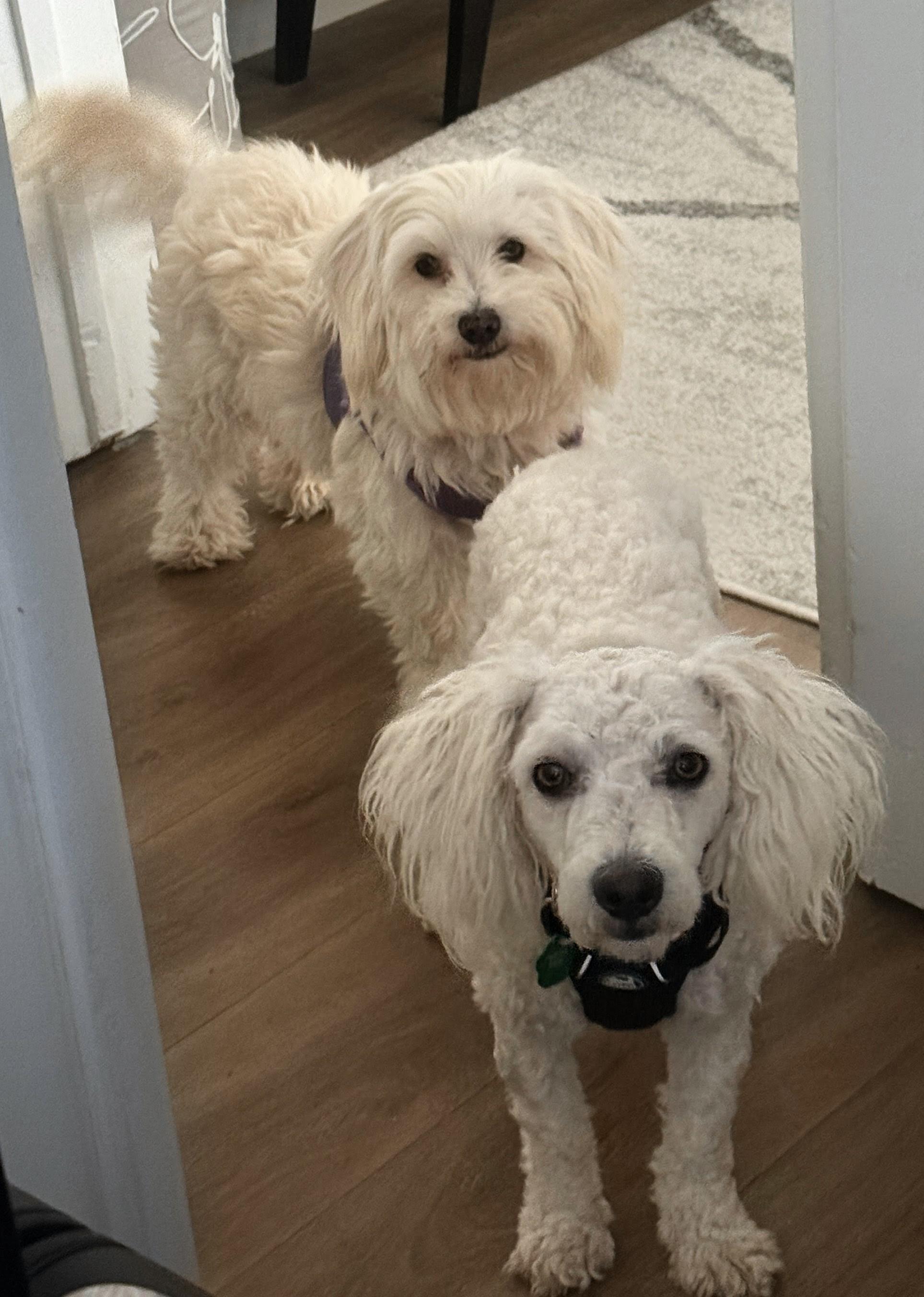 Clementine and Calvin, a ADOPTABLE mixed breed in Los Angeles, CA image 2/3