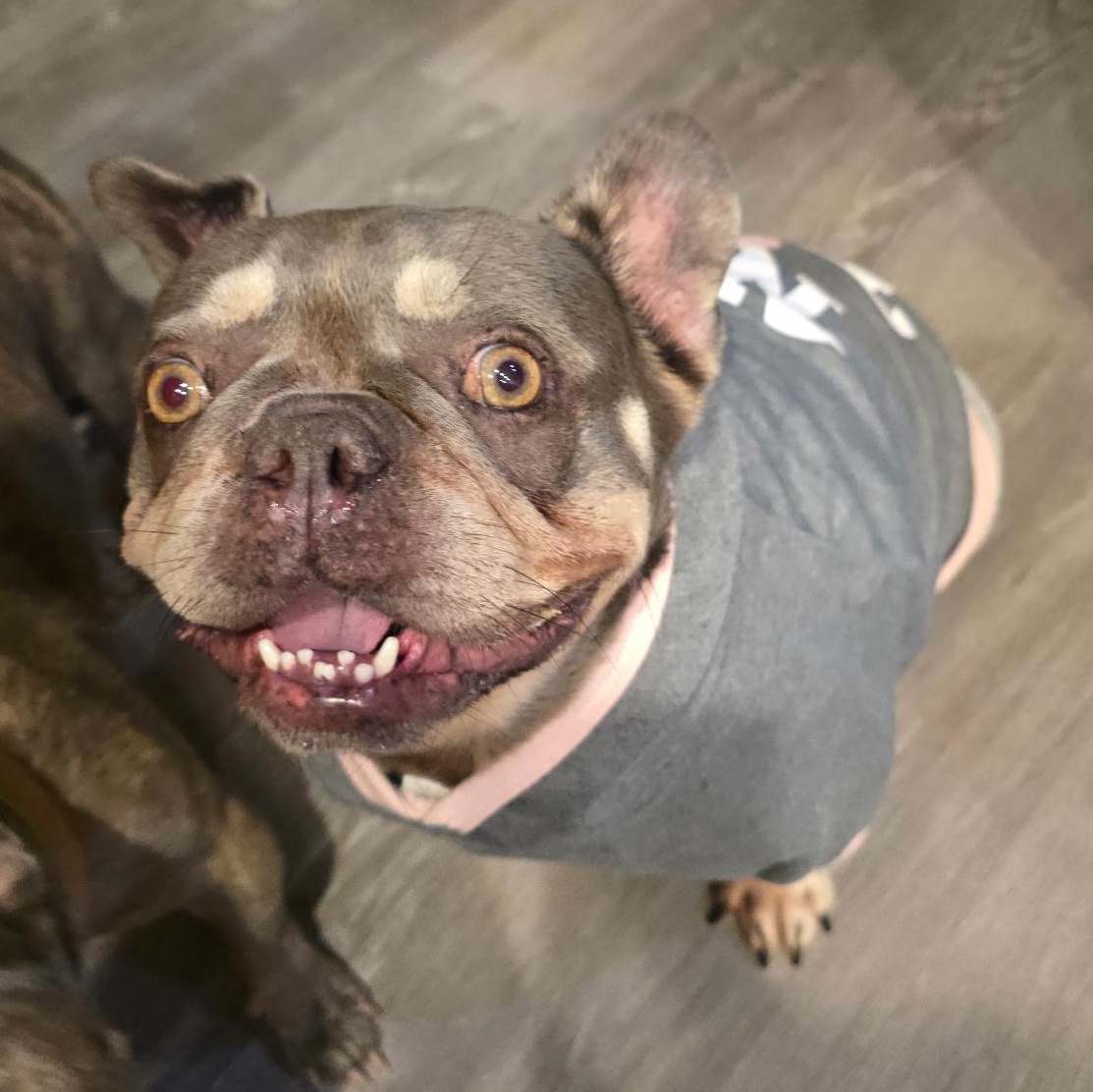 Florence, a Adoptable mixed breed in San Jose, CA image 1/4