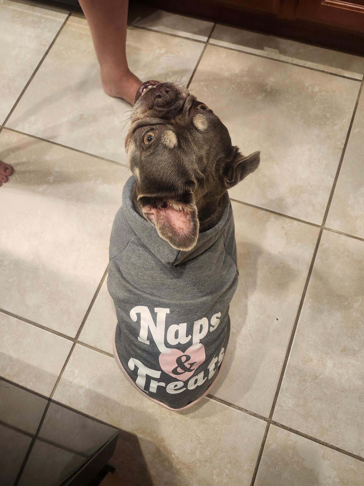 Florence, a Adoptable mixed breed in San Jose, CA image 3/4