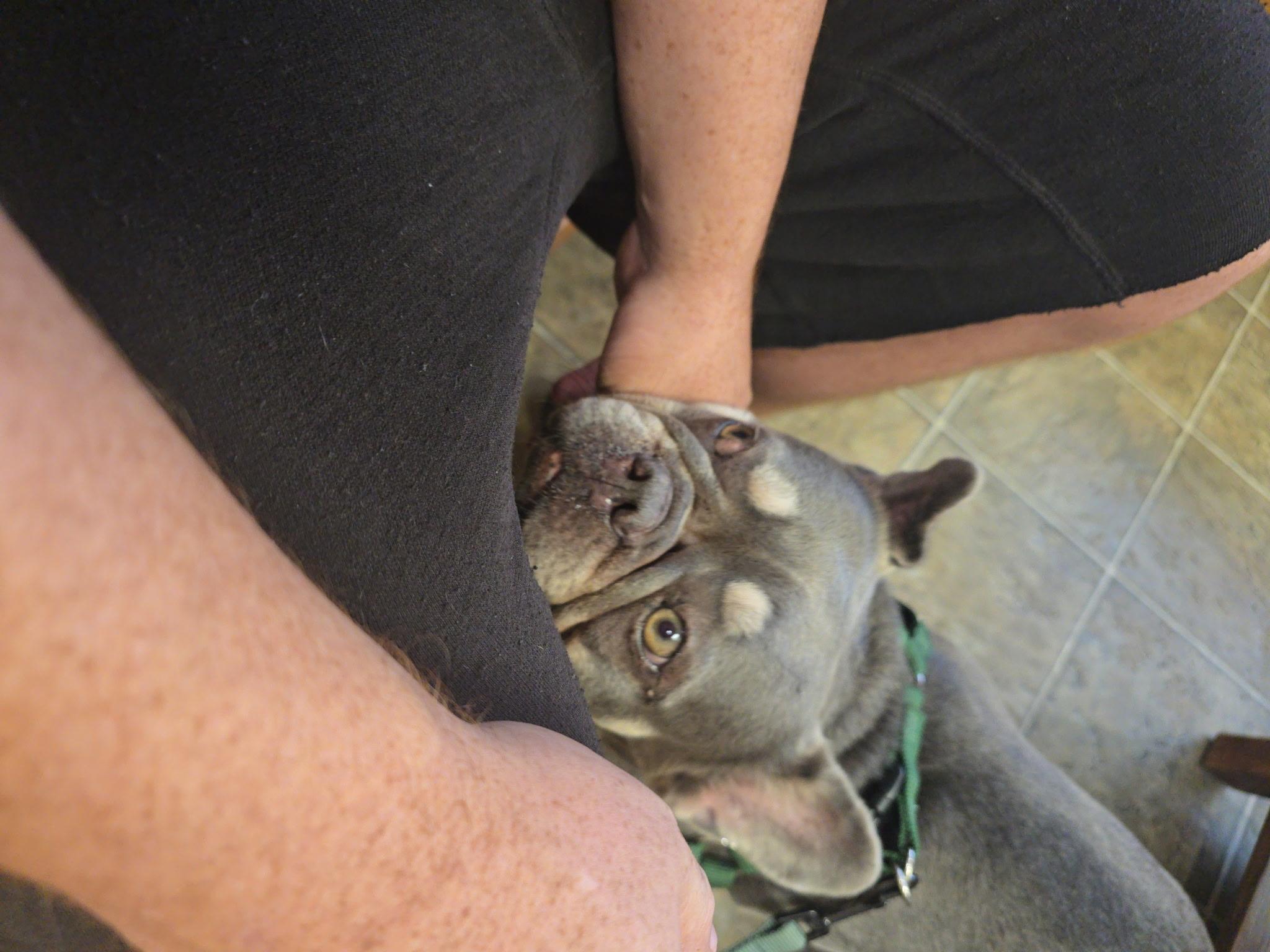 Florence, a Adoptable mixed breed in San Jose, CA image 4/4