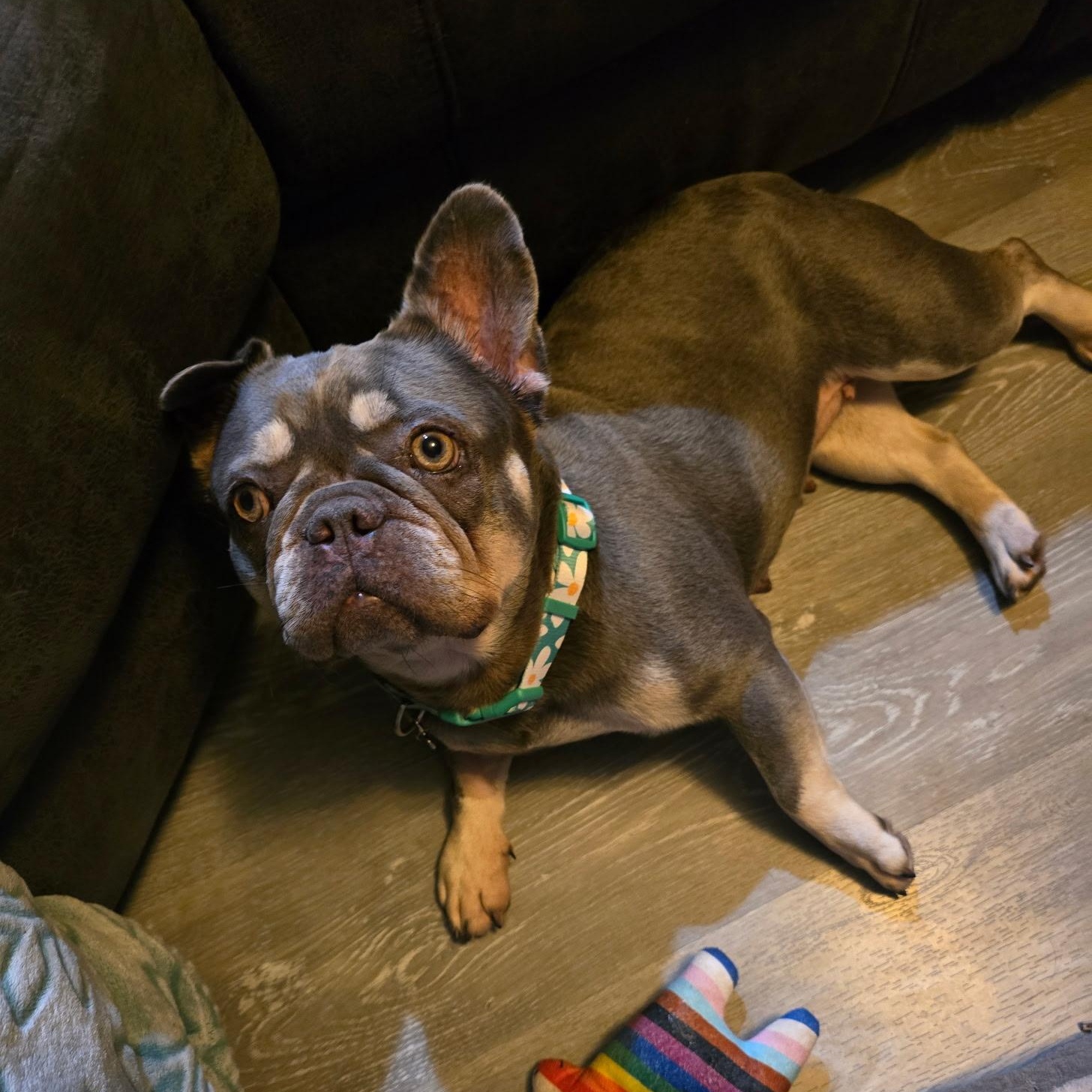 Florence, a Adoptable mixed breed in San Jose, CA image 2/4