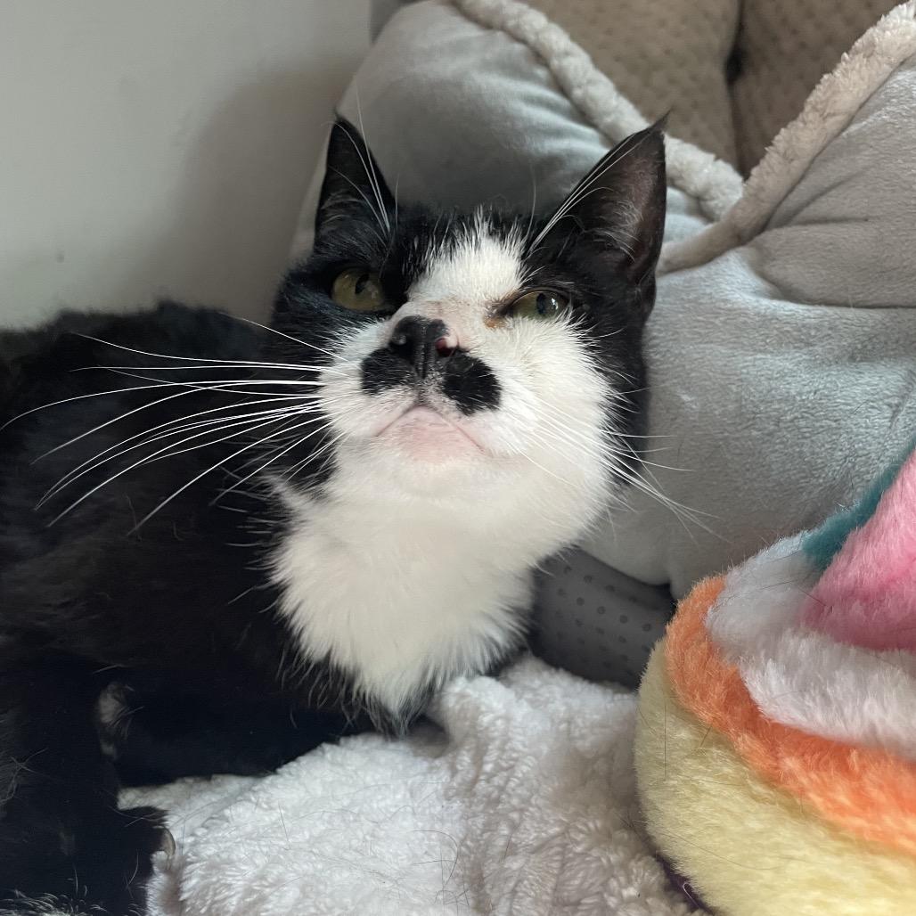 Jayde, a Adoptable Domestic Short Hair in Warwick, RI image 1/6