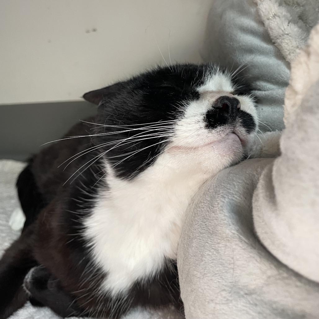 Jayde, a Adoptable Domestic Short Hair in Warwick, RI image 2/6
