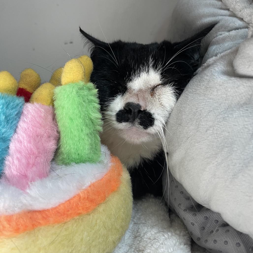 Jayde, a Adoptable Domestic Short Hair in Warwick, RI image 4/6