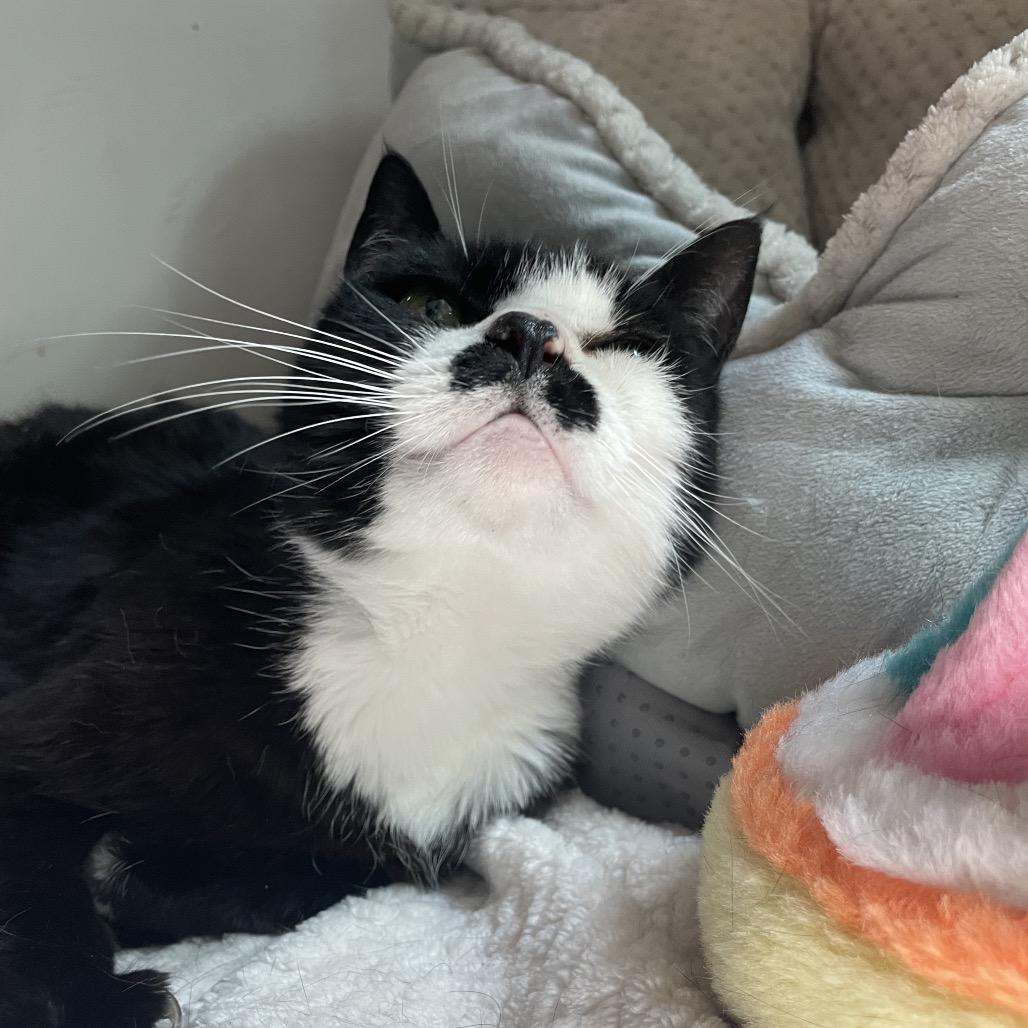 Jayde, a Adoptable Domestic Short Hair in Warwick, RI image 5/6