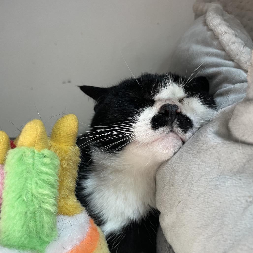Jayde, a Adoptable Domestic Short Hair in Warwick, RI image 6/6