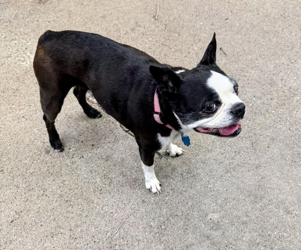 Jessie, a Adoptable Boston Terrier in Evergreen, CO image 2/6