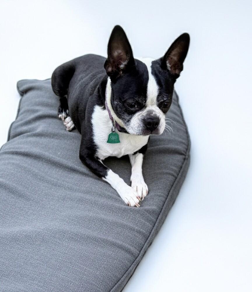 Jessie, Adoptable, Senior Female Boston Terrier.
