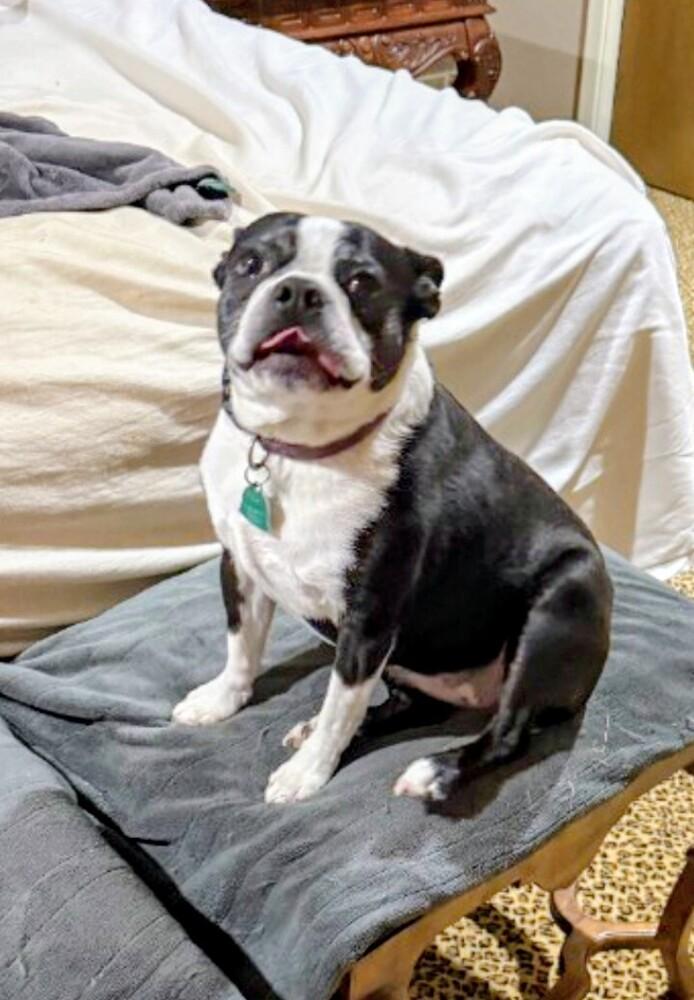 Jessie, a Adoptable Boston Terrier in Evergreen, CO image 4/6