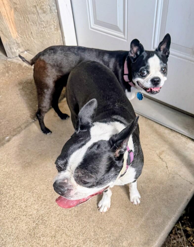 Jessie, a Adoptable Boston Terrier in Evergreen, CO image 6/6