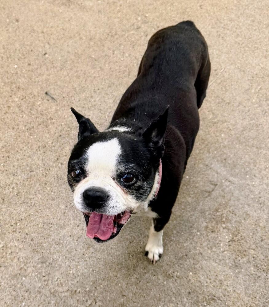 Jessie, a Adoptable Boston Terrier in Evergreen, CO image 5/6
