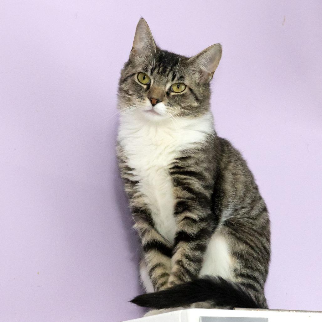 Sally, Adoptable, Young Female Domestic Short Hair.