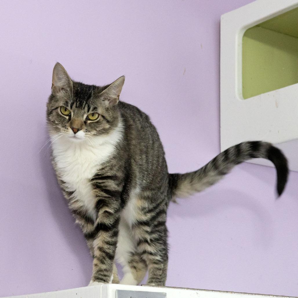 Sally, a Adoptable Domestic Short Hair in McKean, PA image 2/4