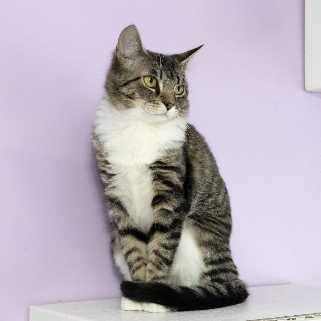Sally, a Adoptable Domestic Short Hair in McKean, PA image 3/4