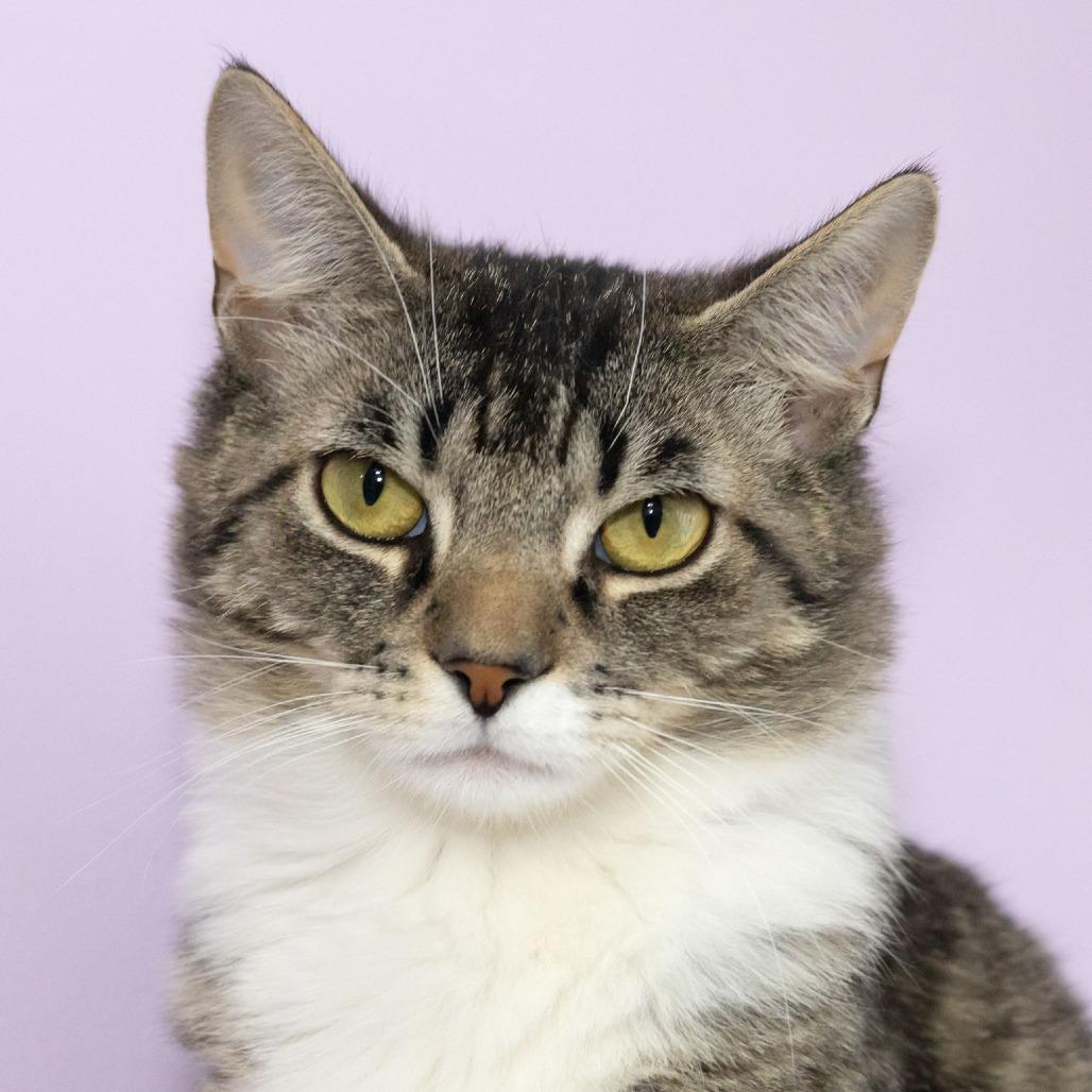 Sally, a Adoptable Domestic Short Hair in McKean, PA image 4/4