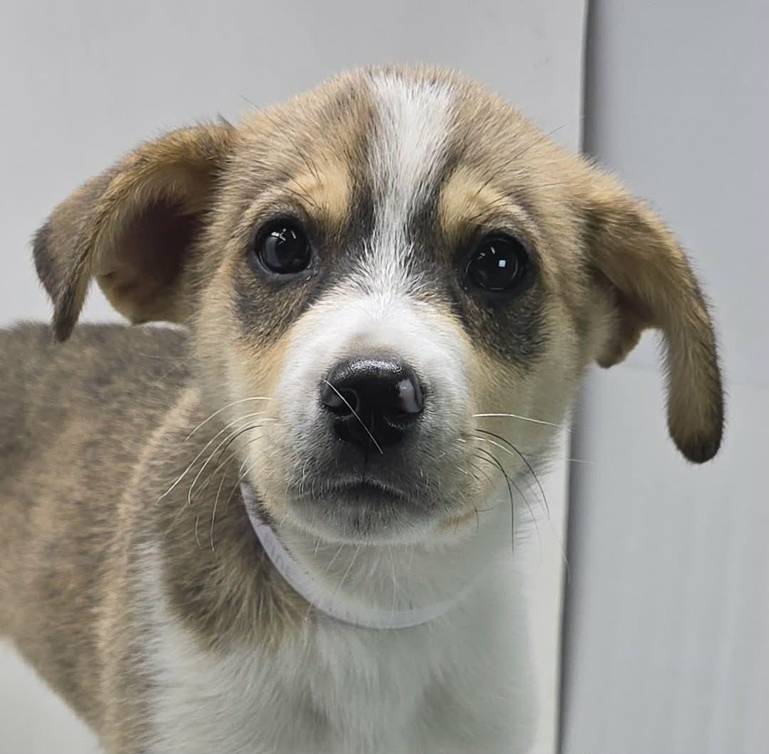 Pine, Adoptable, Puppy Male Husky & Terrier.