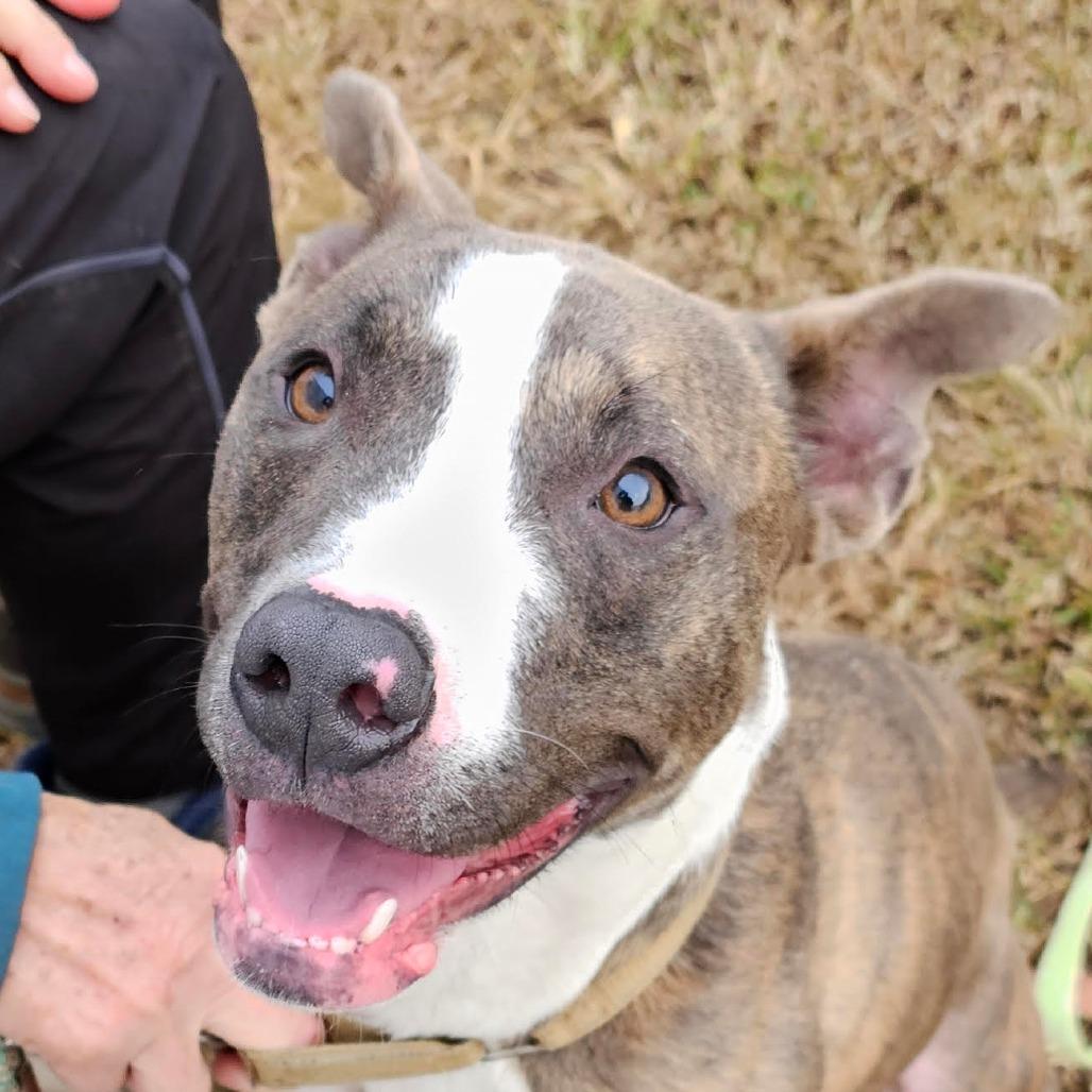 Cinder, Adoptable, Adult Male Mixed Breed.