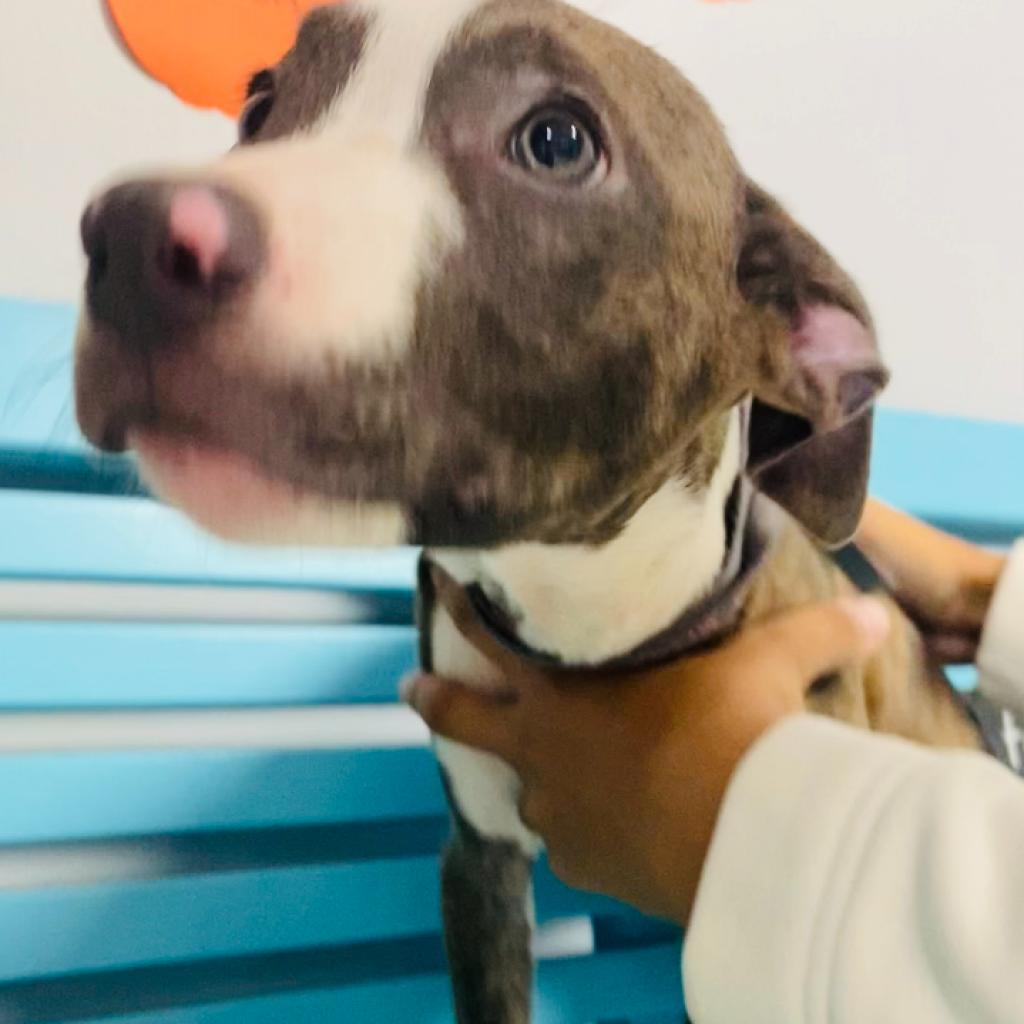 Enlarge Cinder, a Adoptable Mixed Breed in Camden, DE image 2/4