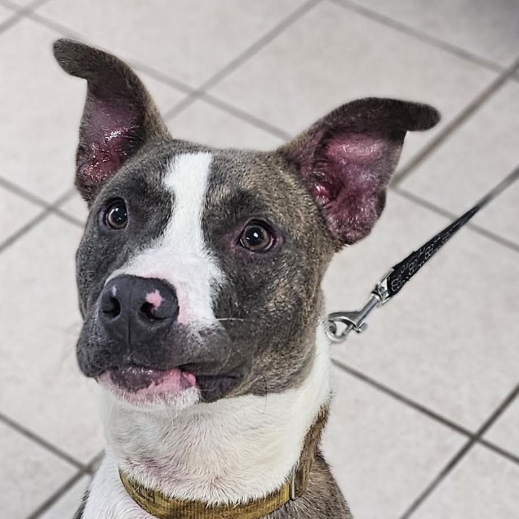 Enlarge Cinder, a Adoptable Mixed Breed in Camden, DE image 3/4