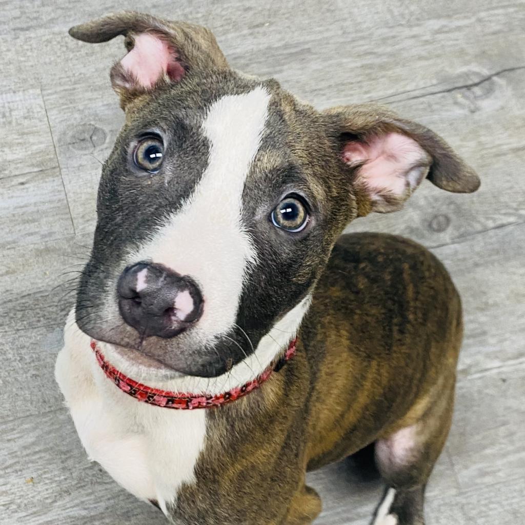 Enlarge Cinder, a Adoptable Mixed Breed in Camden, DE image 4/4