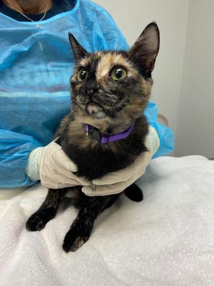 Alexis — thumbnail 2