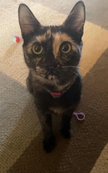 Alexis — thumbnail 3