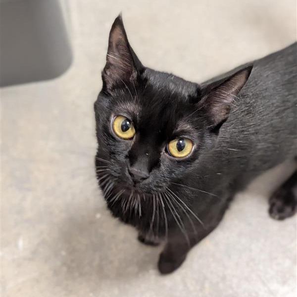Tirane, Adoptable, Young Female Domestic Short Hair.