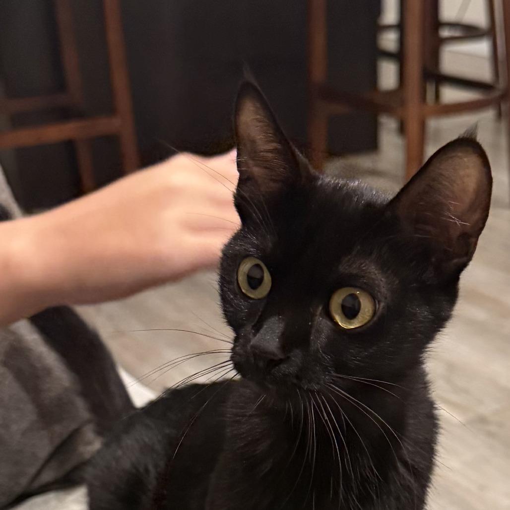 Enlarge Tirane, a Adoptable Domestic Short Hair in Bentonville, AR image 2/2