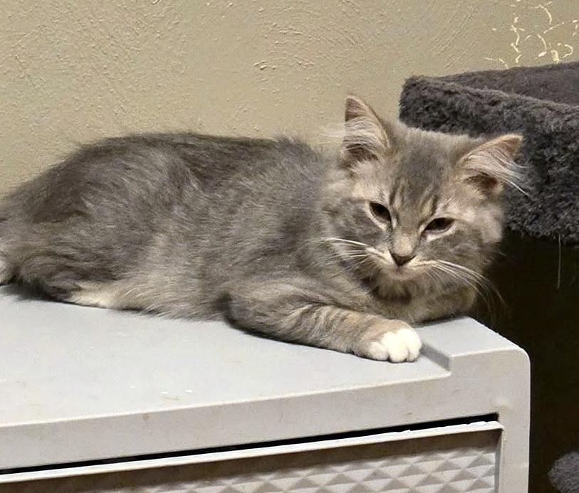 Enlarge Liza, a Adoptable Domestic Medium Hair in Pittsburgh, PA image 1/4