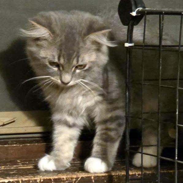 Enlarge Liza, a Adoptable Domestic Medium Hair in Pittsburgh, PA image 2/4