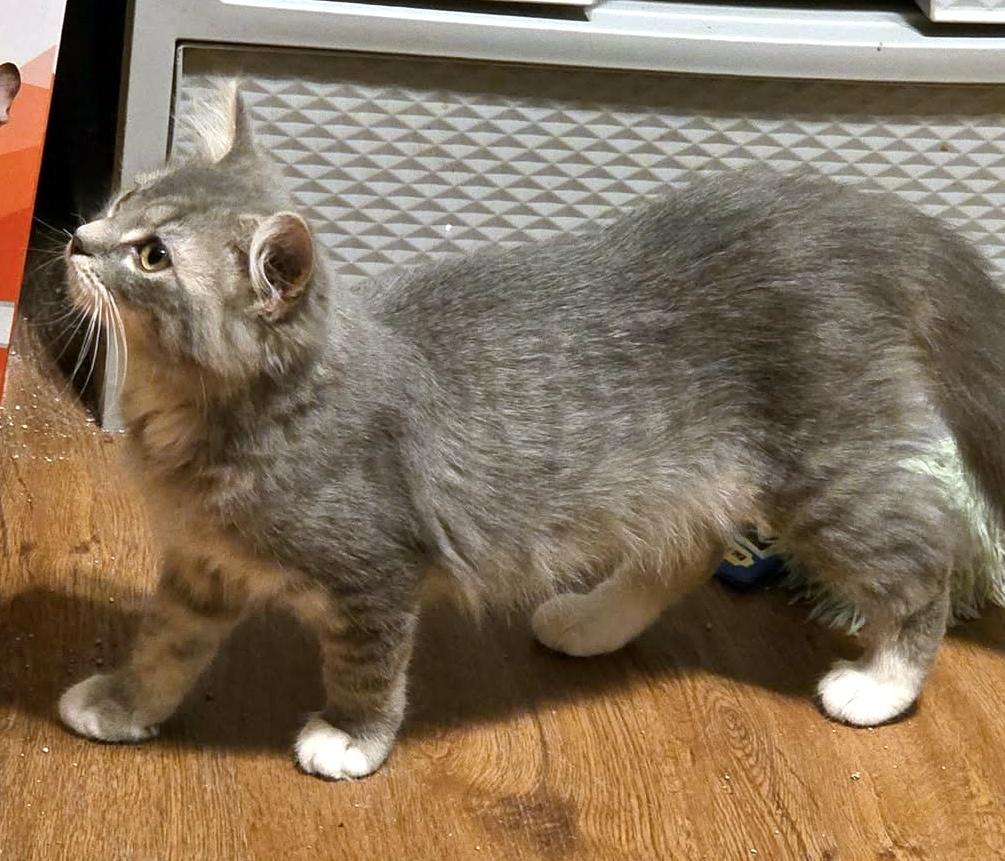 Enlarge Liza, a Adoptable Domestic Medium Hair in Pittsburgh, PA image 3/4