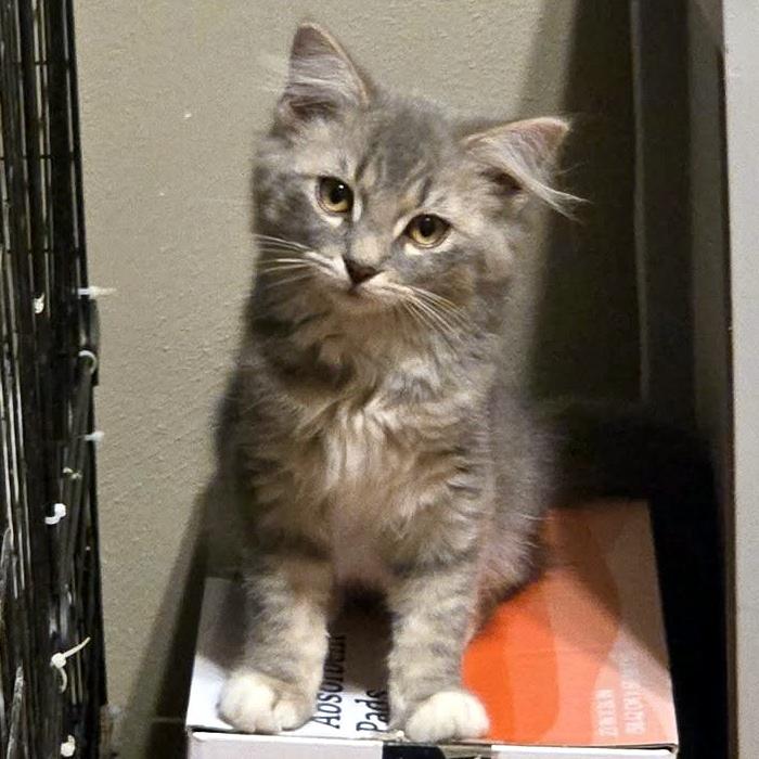 Enlarge Liza, a Adoptable Domestic Medium Hair in Pittsburgh, PA image 4/4