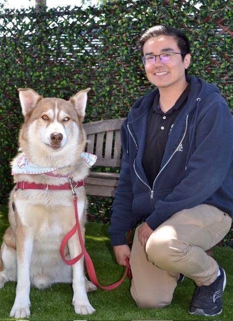 JONAH, Adoptable, Adult Male Siberian Husky.