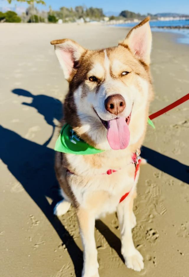 JONAH, Adoptable, Adult Male Siberian Husky.