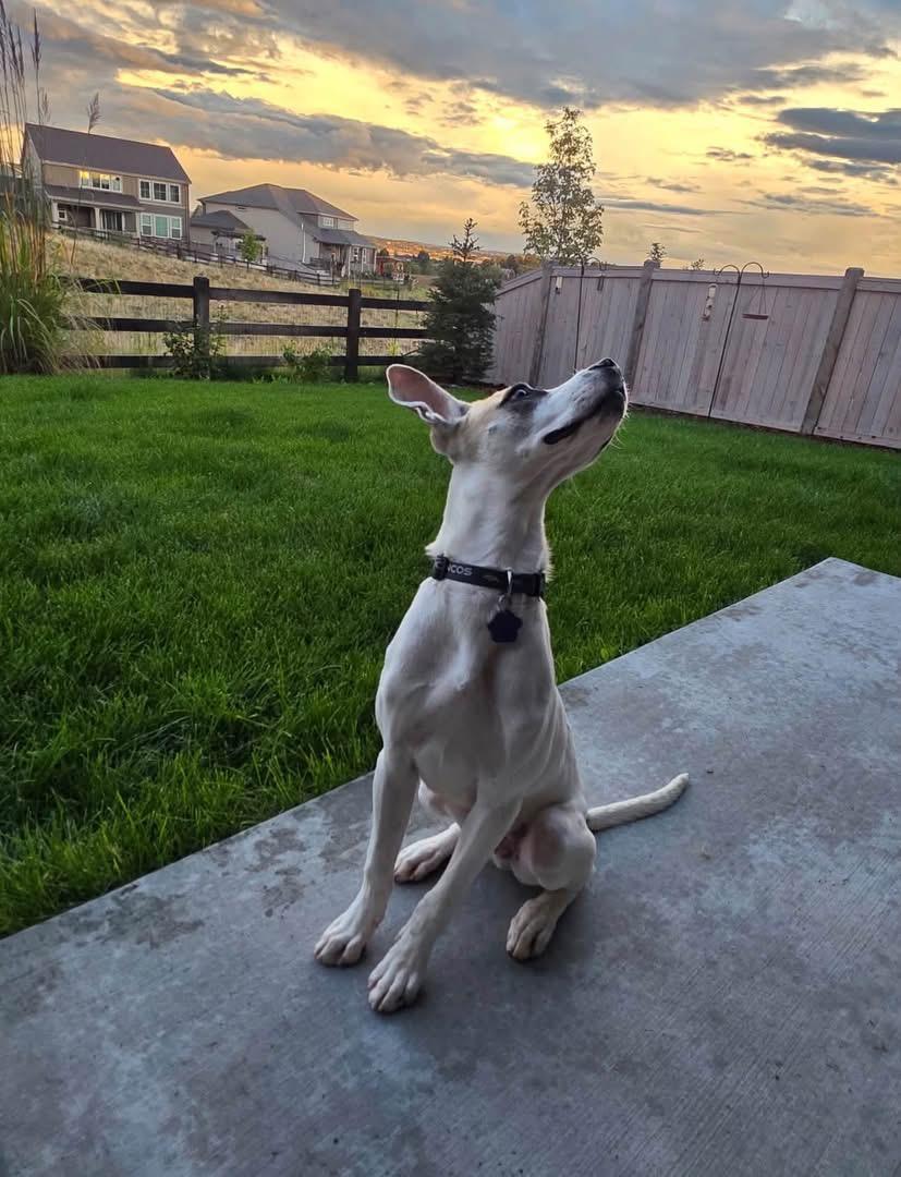 Enlarge Kingston, a Adoptable mixed breed in Breckenridge, CO image 4/6
