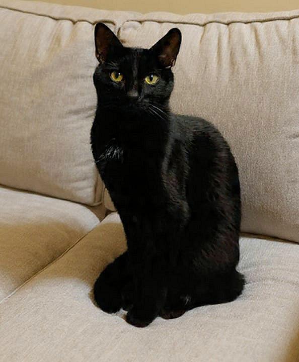 Enlarge Gibson, a Adoptable Domestic Short Hair in Sherman Oaks, CA image 1/3