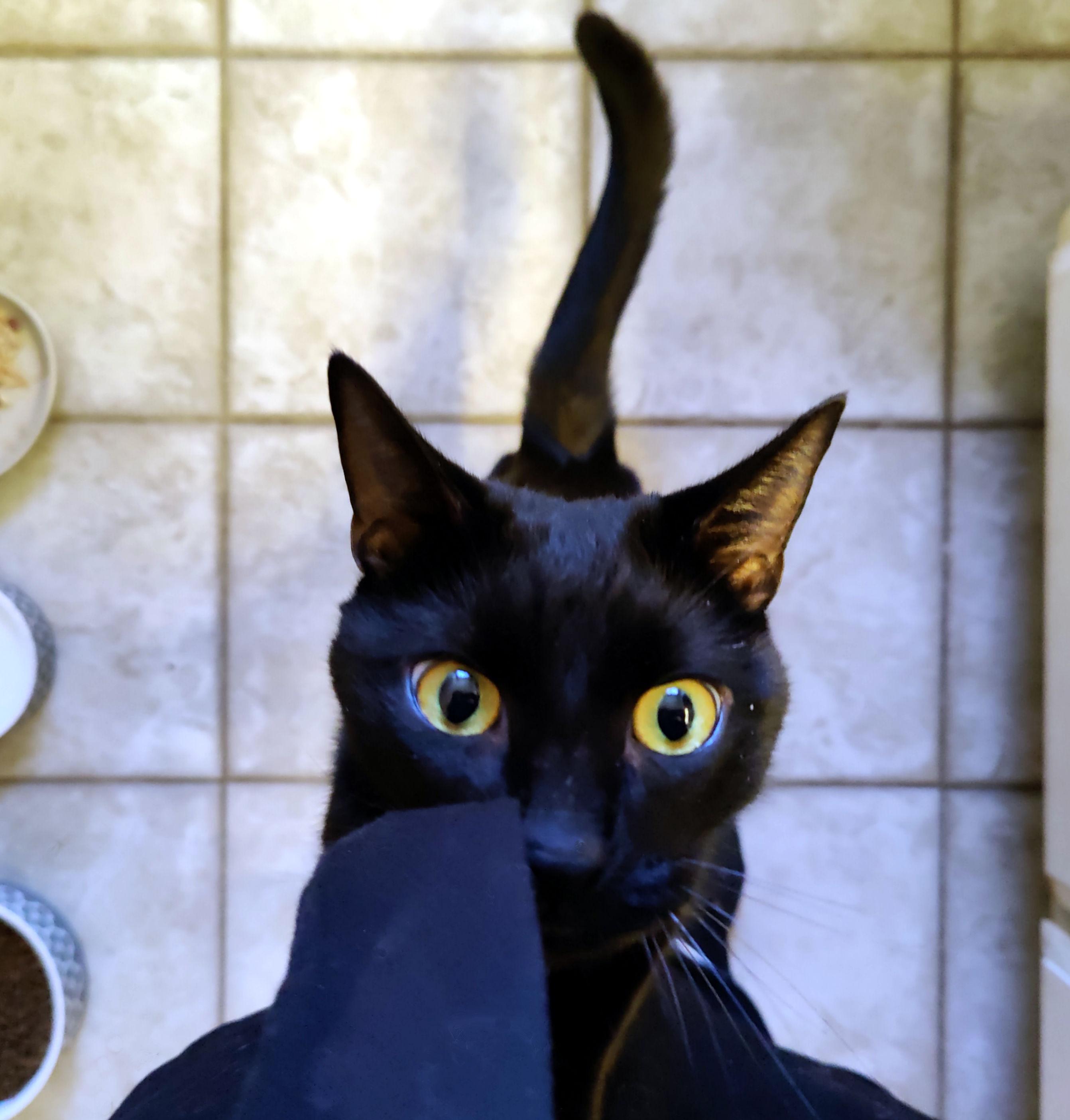 Enlarge Gibson, a Adoptable Domestic Short Hair in Sherman Oaks, CA image 3/3