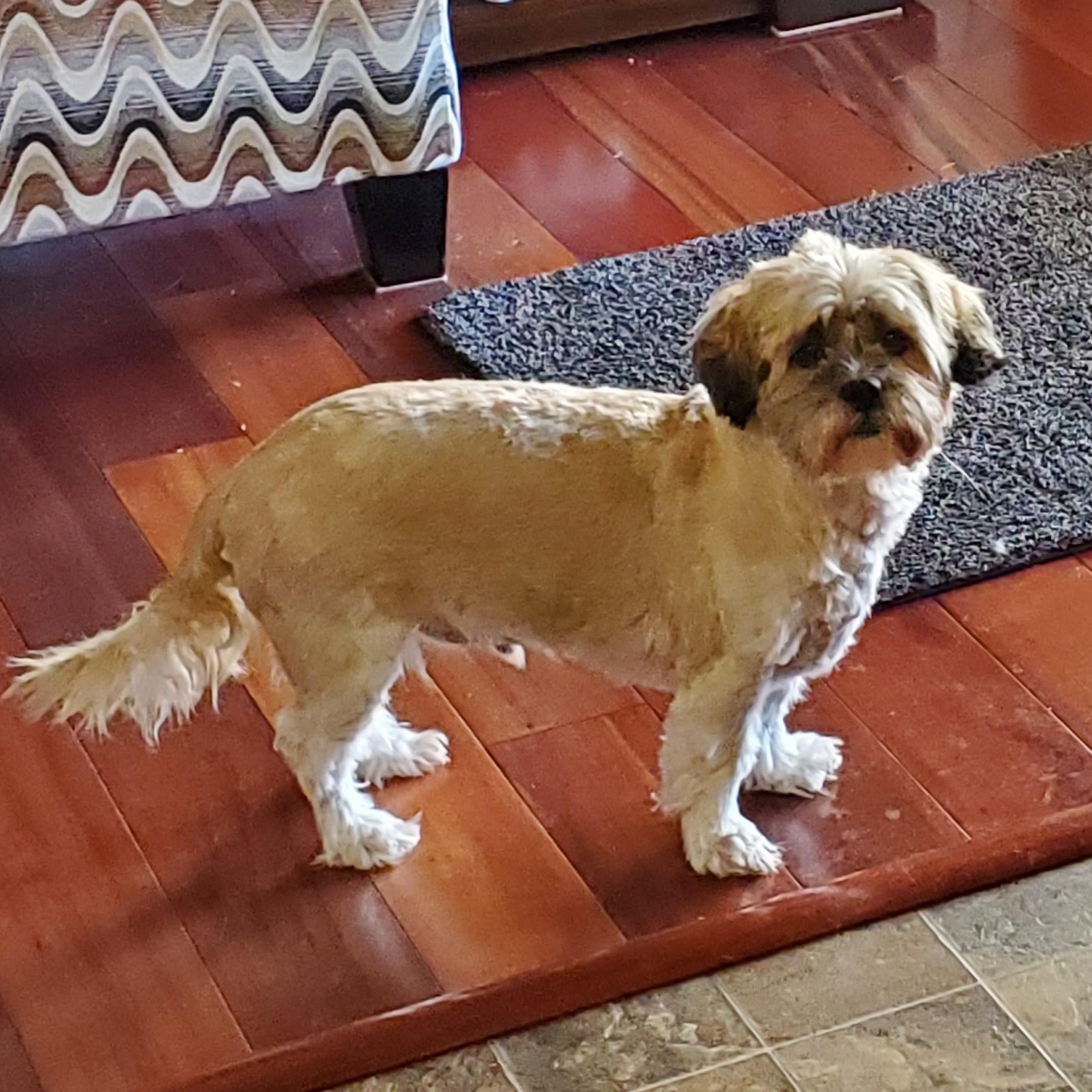 Enlarge Jubal, a ADOPTABLE mixed breed in Oak Harbor, WA image 2/6