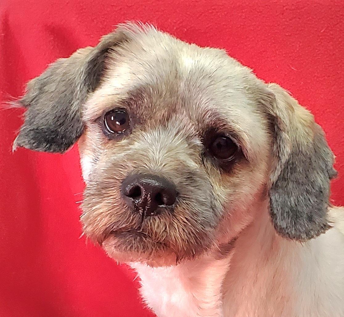 Enlarge Jubal, a ADOPTABLE mixed breed in Oak Harbor, WA image 4/6