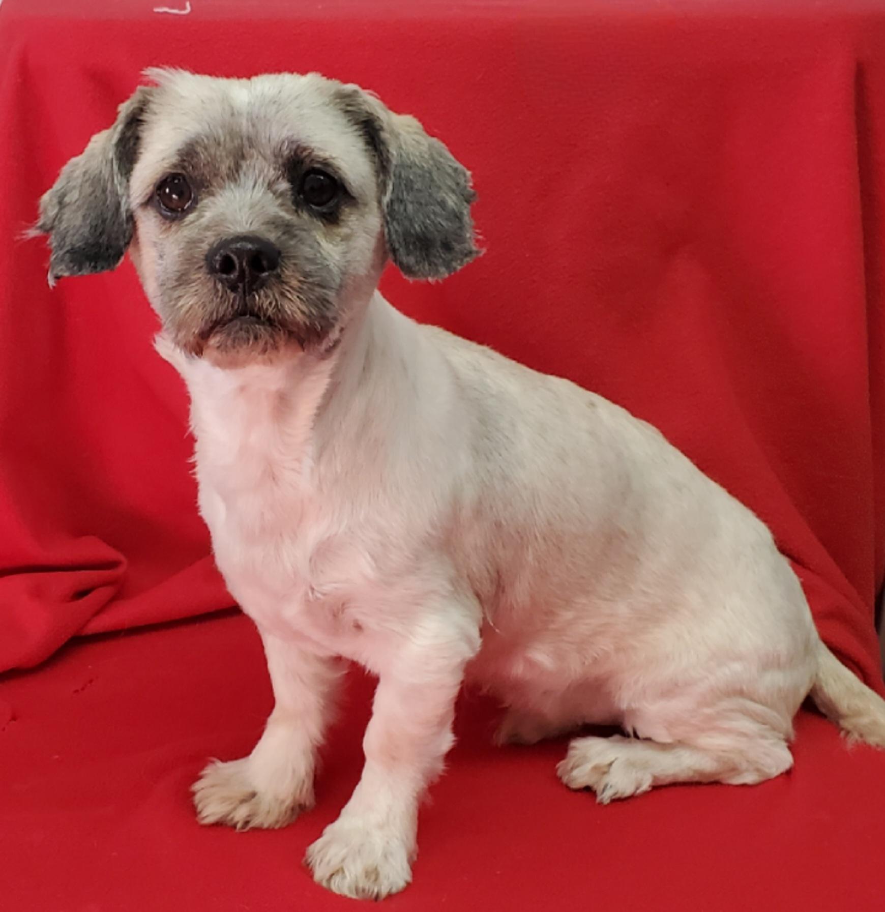 Enlarge Jubal, a ADOPTABLE mixed breed in Oak Harbor, WA image 6/6