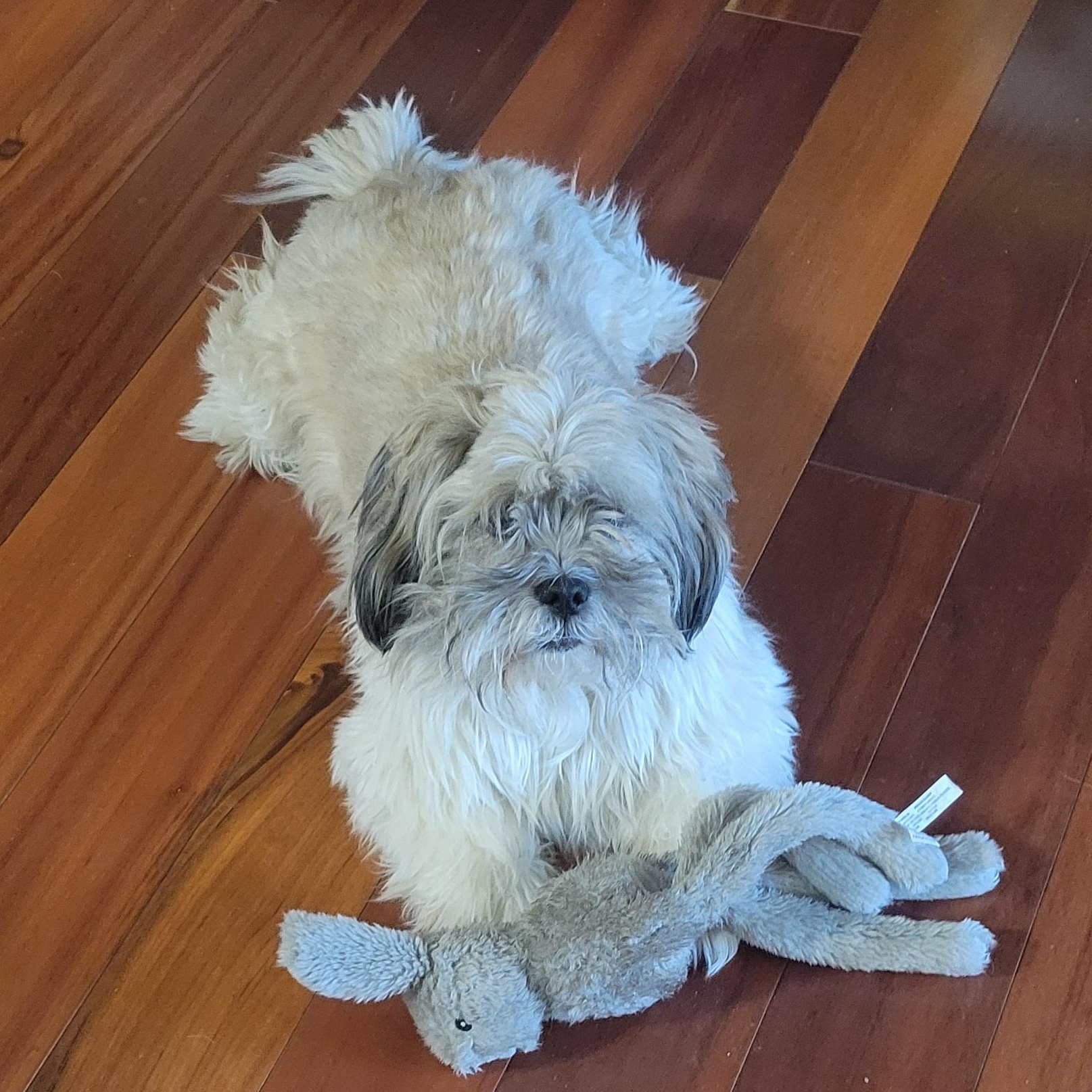 Jubal, ADOPTABLE, Adult Male Lhasa Apso & Havanese.
