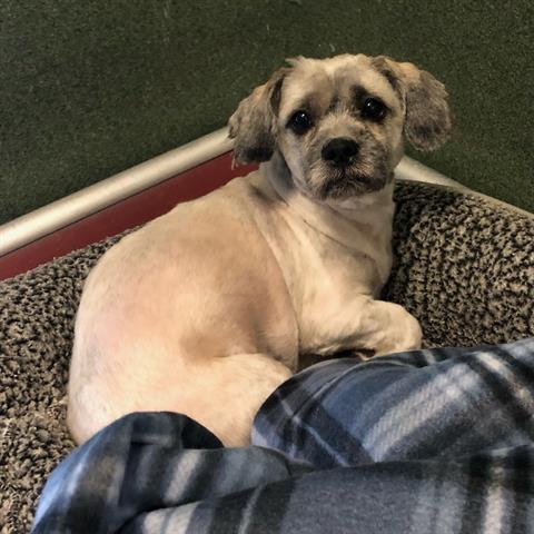 Enlarge Jubal, a ADOPTABLE mixed breed in Oak Harbor, WA image 5/6