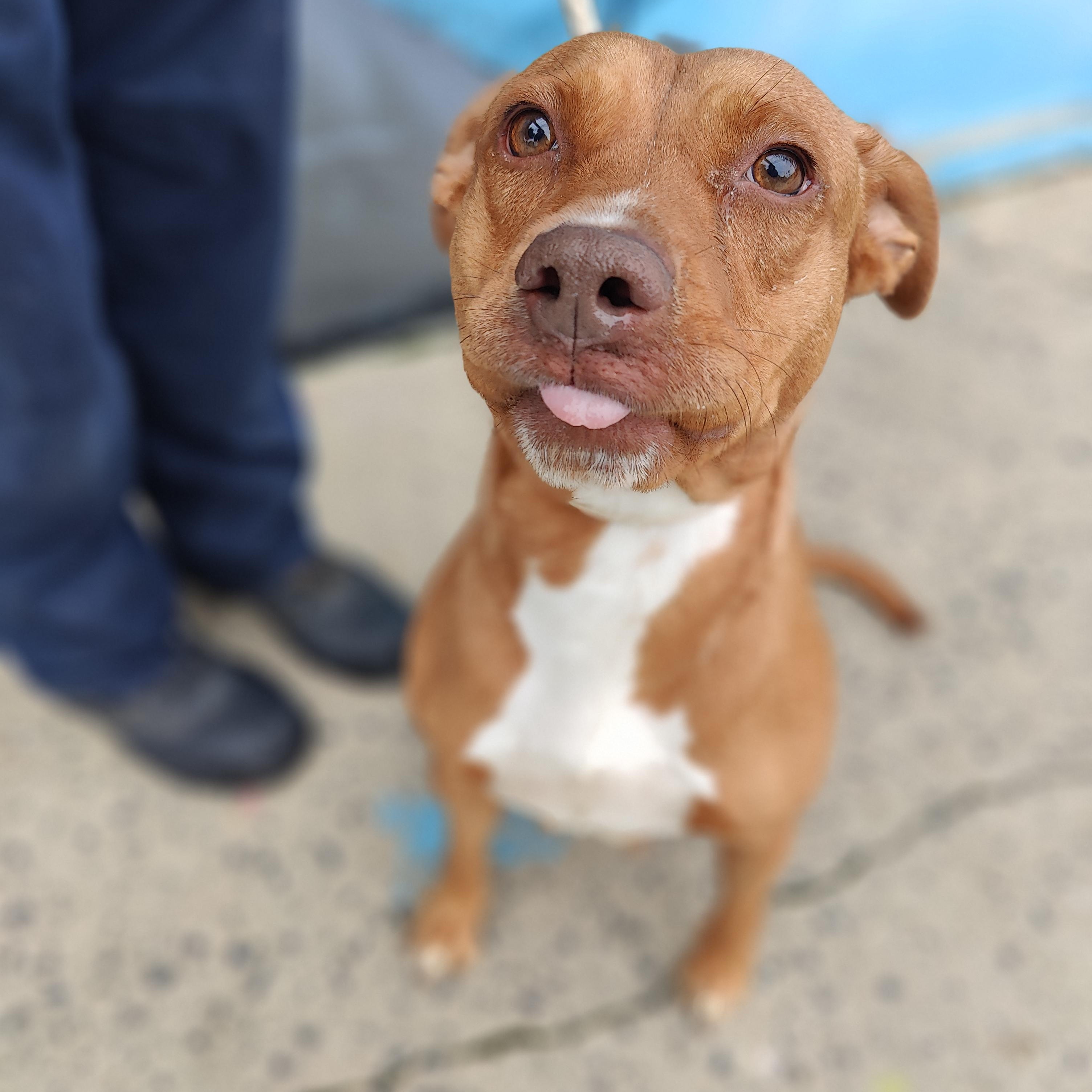 Enlarge Marble, a Adoptable Pit Bull Terrier in Jersey city, NJ image 2/3